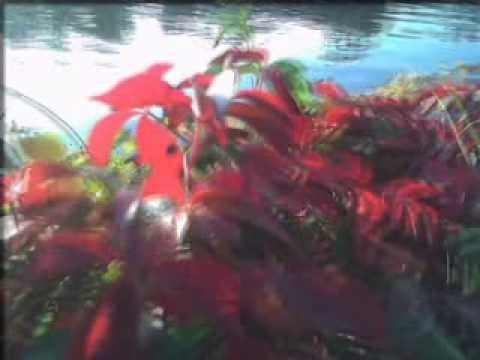 Balade sur la moselle Chanson MIKEY3d
