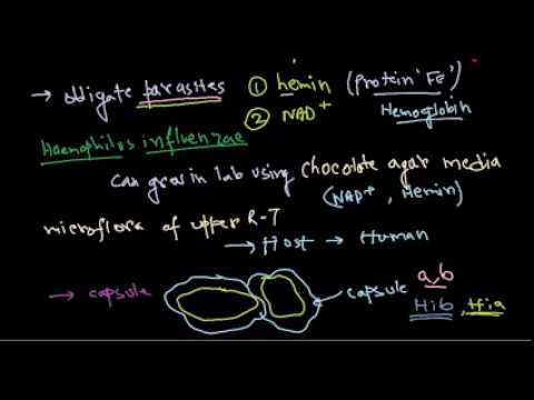 how to treat haemophilus influenzae type b