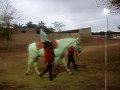 macarena en terapia equina