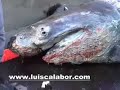 CRUZ ROJA DEL MAR RETIRANDO GRAN TIBURON MUERTO.