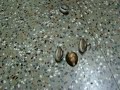 Playing with Cowrie Shells Playing with Cowrie Shells