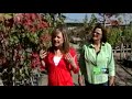 Add Fall Color To Your Garden Add Fall Color To Your Garden