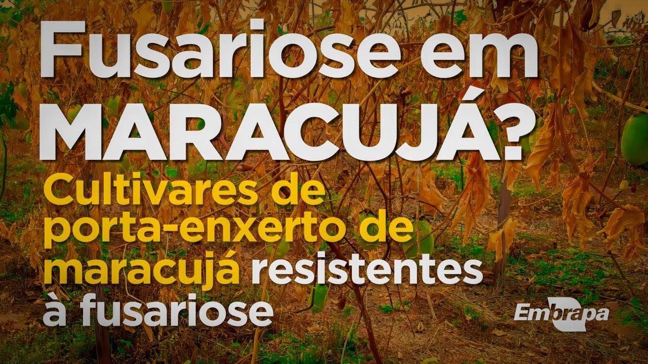 Maracujás para uso como porta-enxerto resistentes à furasiose