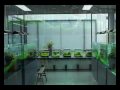 (www.vidaaqua.com.br) Verdadeiras obras de arte de Takashi Amano , este é o quartel general ADA (Aqua Design Amano) galeria que fica no Japão.     Obras impresionantes que vai agradar a todos os aquaristas paisagistas ou não.     Mostra de como podemos reproduzir em aquários a beleza que é a natureza. 