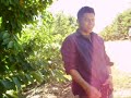 Getting some cherries in California