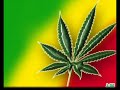 Planta Raiz /Para_Voce