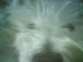 My puppy Skye tired and sleping until I wake her up with... My puppy Skye tired and sleping until I wake her up with...