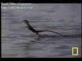 Natalies Screaming Lizard