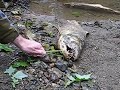 Coho Salmon PSA #2