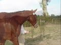Pasiphae du Vent