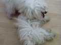 MWM Maltese Wrestling Match I
