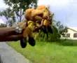 videos de rimau terbang