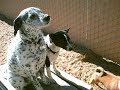 Juno and the Basenjis Eat Peanut Butter Juno and the Basenjis Eat Peanut Butter