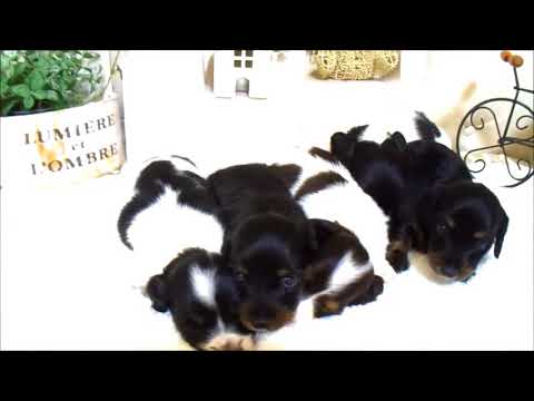 YouTube Preview Image