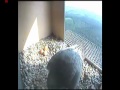Click here to watch this video De Mortel, 24-5-2012.wmv