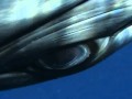 Bryant Austin Minke Whale.flv