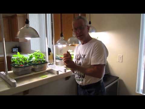 how to grow yesterday today and tomorrow plant