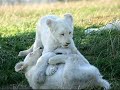 lion-cubs-are-sooo-cute.html