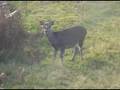sika deer