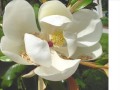DERVIS - manolya