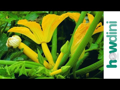 how to plant squash