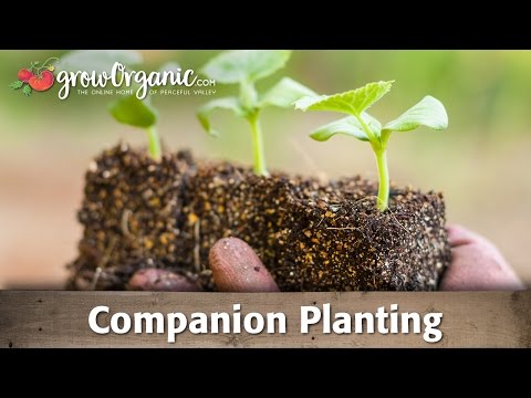 planting - Learn the science behind companion planting. Leverage the effects of various plants on their environment to your advantage.