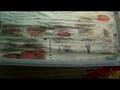 videos de Ball Python Tub Setup