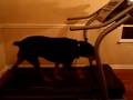 videos de Stryker's Treadmill Progress
