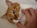 お触りし放題猫