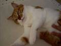 お触りし放題猫