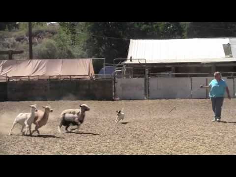 Jet Herding