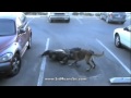 Super Dog Puma #9