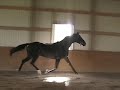 Premium Oldenburg Mare by Weltmeyer- Trot Video Premium Oldenburg Mare by Weltmeyer- Trot Video