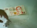 baby hamster compared to $10 note