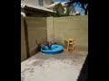 Click here to watch this video Snickers Trying To Swim In A Kiddy Pool - No Need To Bathe This Dog!