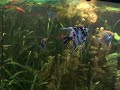 Fisch Fisch
