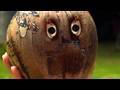 Beware of Coconut!