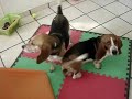 FERGON Canino Real, perritos Familia Walls