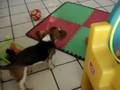 FERGON Canino Real, perritos Familia Walls