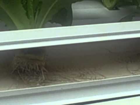 how to grow nft