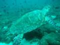 videos de Malediven-schildpad 26-11-2008.wmv