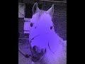 OfficiallyTheBiggestMigitInTheGame(L) // Mystii My New Pony!