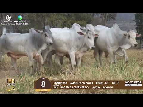 511� LEIL�O VIRTUAL MB LEIL�ES