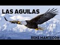 Las Aguilas Rene Mantecon capsula de motivacion