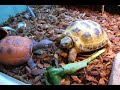 Tortoise vs. Fake Tortoise ?? vs ????