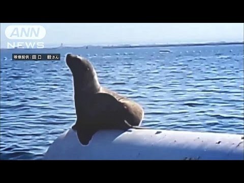 富山湾にひょっこりトド出現　たたずむ姿をカメラに