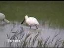 Espatula com�n - Platalea leucorodia
