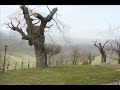 Viaggio verso Oriolo cs 09 .wmv