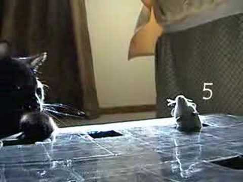 Gato golpea ratones