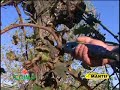 Electric Pruners